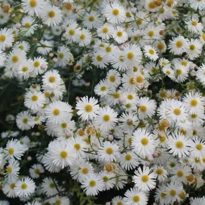 Болтония СНОУБЭНК в Жлобине