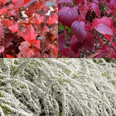 Комплект ЖИВАЯ ИЗГОРОДЬ в Жлобине