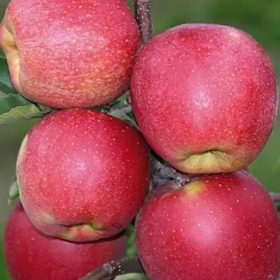 Яблоня ЧЕМПИОН в Жлобине