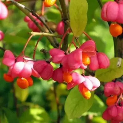 Бересклет ЕВРОПЕЙСКИЙ в Жлобине