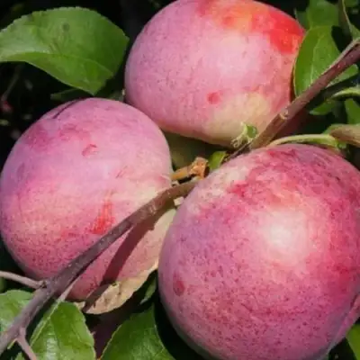 Яблоня БЕЛОРУССКОЕ МАЛИНОВОЕ в Жлобине