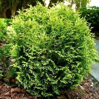 Туя ВОТЕРФИЛД западная в Жлобине