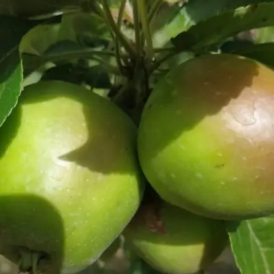 Яблоня ПАМЯТЬ СИКОРЫ в Жлобине