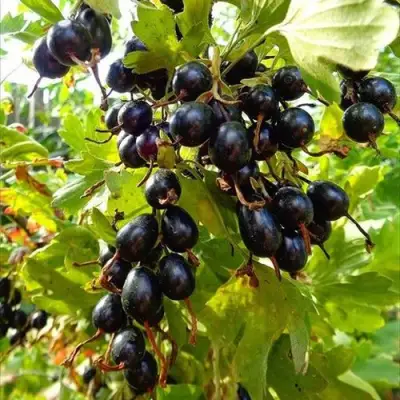 Смородина золотистая ОВАЛЬНАЯ в Жлобине