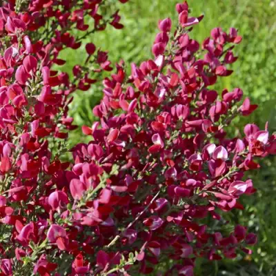 Ракитник БОСКОП РУБИ  в Жлобине