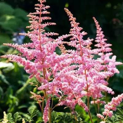 Астильба ЭДЕНС ОДИССЕЙ Арендса в Жлобине