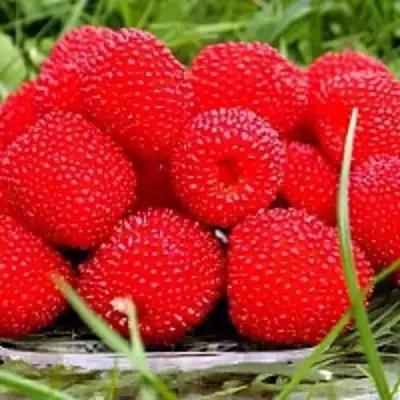 Малина ТИБЕТСКАЯ (РОЗОЛИСТНАЯ) в Жлобине