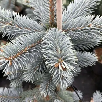 Ель РОЯЛ БЛЮ колючая  в Жлобине