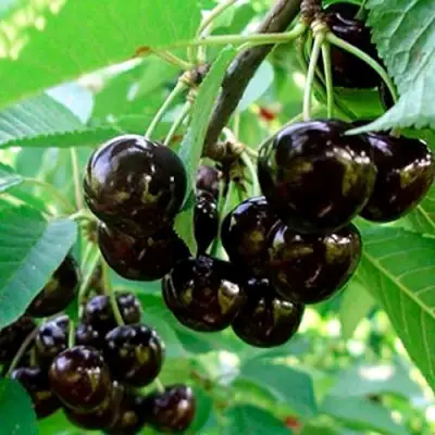 Черешня МУСКАТНАЯ в Жлобине