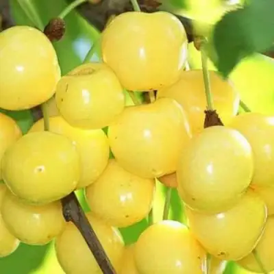 Черешня РОССОШАНСКАЯ ЗОЛОТАЯ в Жлобине