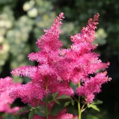 Астильба САННИ ДЕЙ гибридная в Жлобине