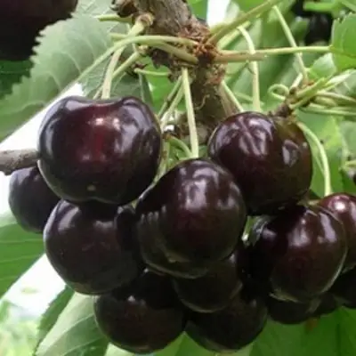 Вишня РОССОШАНСКАЯ ЧЕРНАЯ в Жлобине