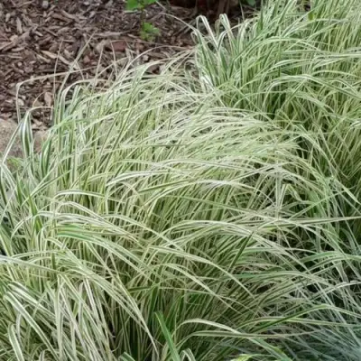 Вейник ОВЕРДАМ остроцветковый в Жлобине