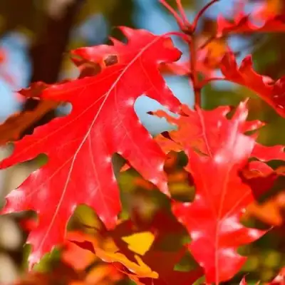 Дуб красный в Жлобине