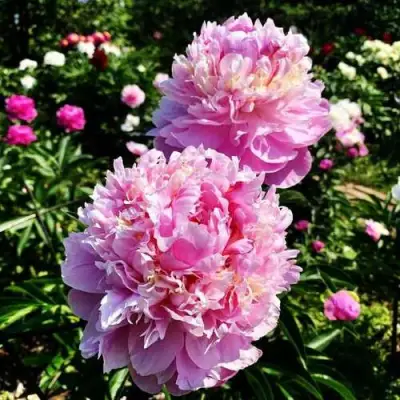 Пион ЛАВОН травянистый в Жлобине