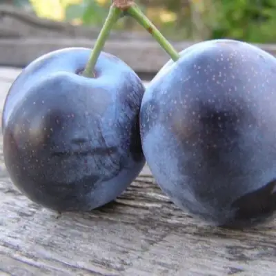 Слива БЛЮФРИ в Жлобине