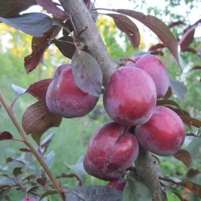 Слива ЛАМА в Жлобине