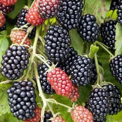 Ежевика НАВАХО бесшипная  в Жлобине