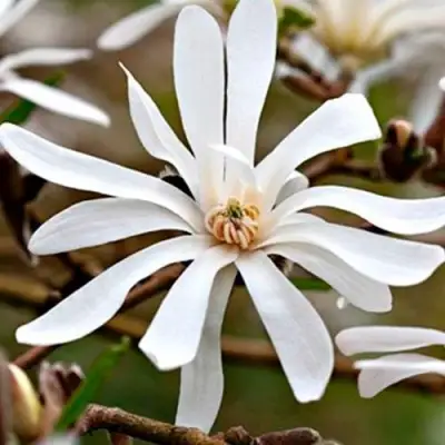 Магнолия СТЕЛЛАТА в Жлобине