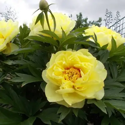 Пион БАРЦЕЛЛА (БАРТЗЕЛЛА) ито-гибрид в Жлобине