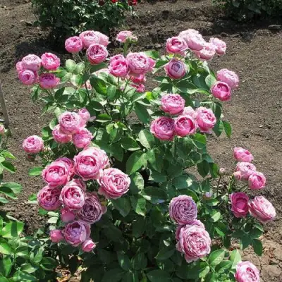 Роза МИСТИ БАБЛС спрей в Жлобине