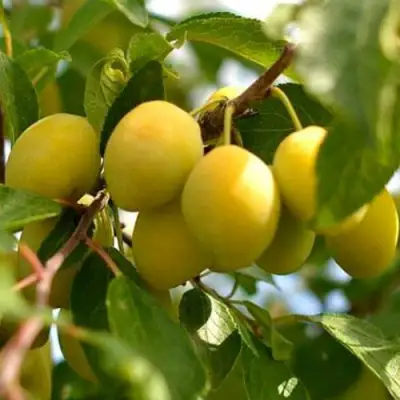 Слива ОЧАКОВСКАЯ ЖЕЛТАЯ в Жлобине