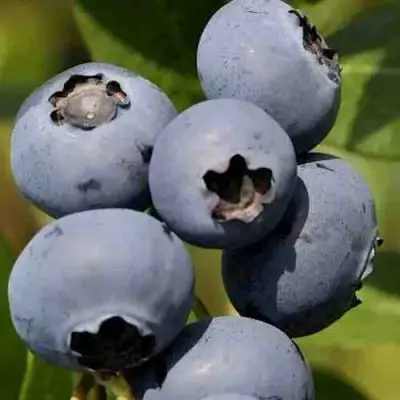 Голубика ХАРРИСОН в Жлобине