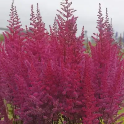 Астильба МАЙТИ ЧОКОЛАТ ЧЕРРИ китайская в Жлобине