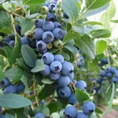 Голубика ЭЛЛИОТ в Жлобине