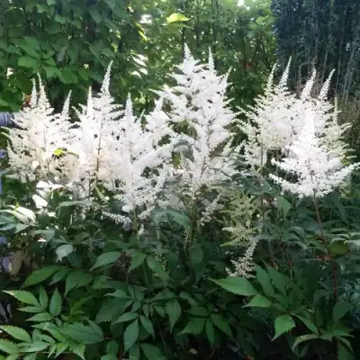 Астильба БРАУТШЛЕЙЕР Арендса в Жлобине