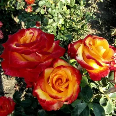 Роза ХАЙ МЭДЖИК чайно-гибридная в Жлобине