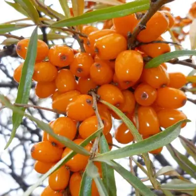 Облепиха КОСТЕР в Жлобине