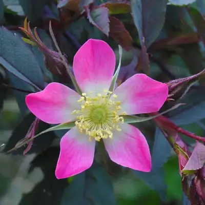 Роза сизая в Жлобине