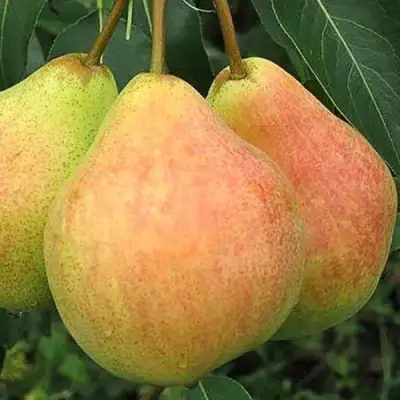 Груша ЛЮБИМИЦА ЯКОВЛЕВА в Жлобине