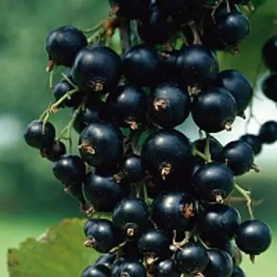 Смородина чёрная ВЕЛОЙ (ЛЕНИНГРАДСКАЯ СЛАДКАЯ) в Жлобине