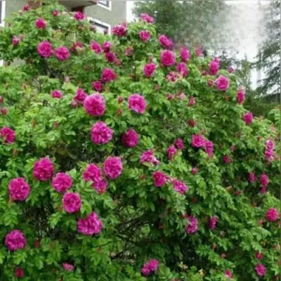 Шиповник ХАНСА в Жлобине