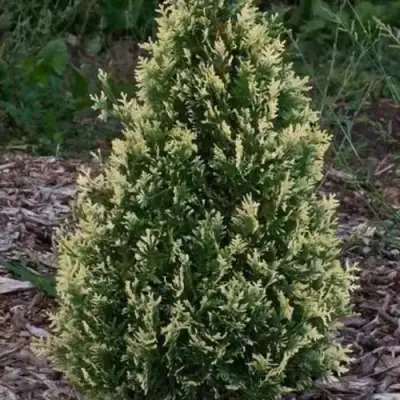 Туя БРАБАНТ ВАРИЕГАТТА западная в Жлобине