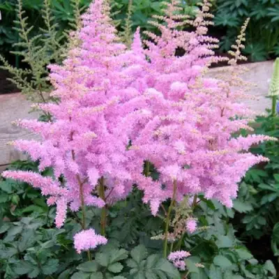 Астильба ГИАЦИНТ Арендса в Жлобине