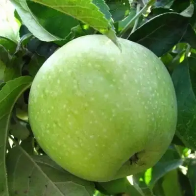 Яблоня РЕНЕТ СИМИРЕНКО в Жлобине