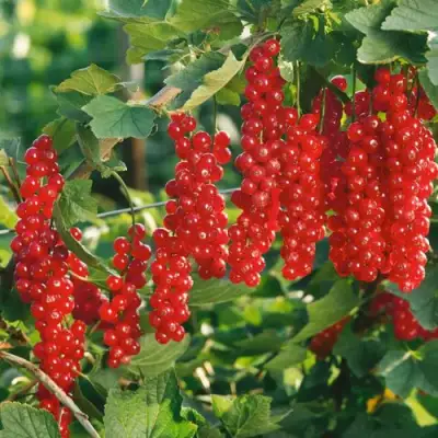 Смородина красная РУДНЕУС в Жлобине