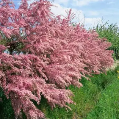 Тамарикс ПИНК КАСКАД в Жлобине