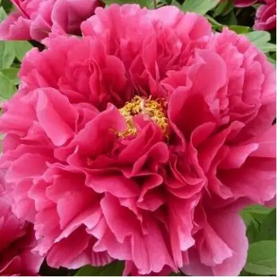 Пион КОРОЛЕВСКИЙ ЦВЕТОК древовидный в Жлобине