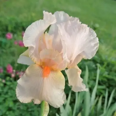 Ирис ПАТИ ДРЕСС бородатый в Жлобине