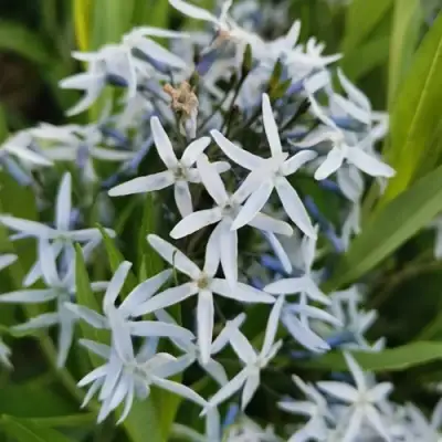 Амсония иволистная в Жлобине