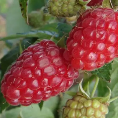 Малина РАДЗИЕВА в Жлобине