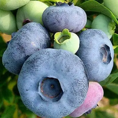 Голубика ПАТРИОТ в Жлобине