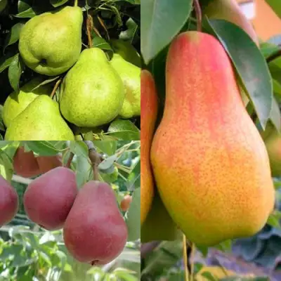 Комплект ГРУШЕВОЕ АССОРТИ в Жлобине