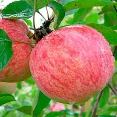 Яблоня КОРИЧНОЕ ПОЛОСАТОЕ в Жлобине