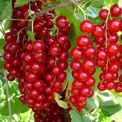 Смородина красная ЙОНКЕР ВАН ТЕТЦ в Жлобине