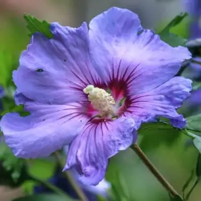 Гибискус МАРИНА сирийский в Жлобине